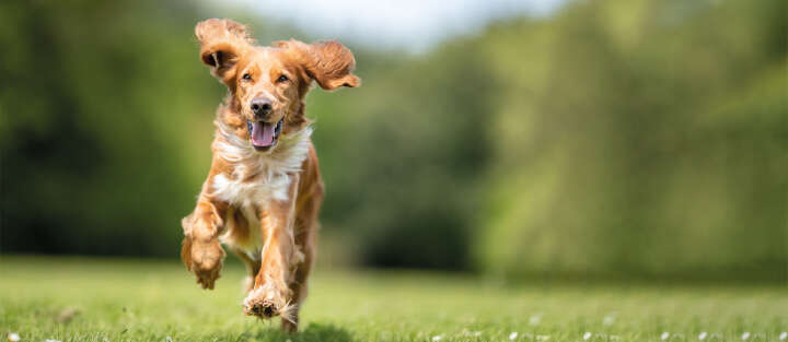 Hund 1700x740